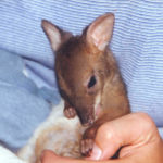 Slajdowisko MultiKulti. Mały kangur z Australii